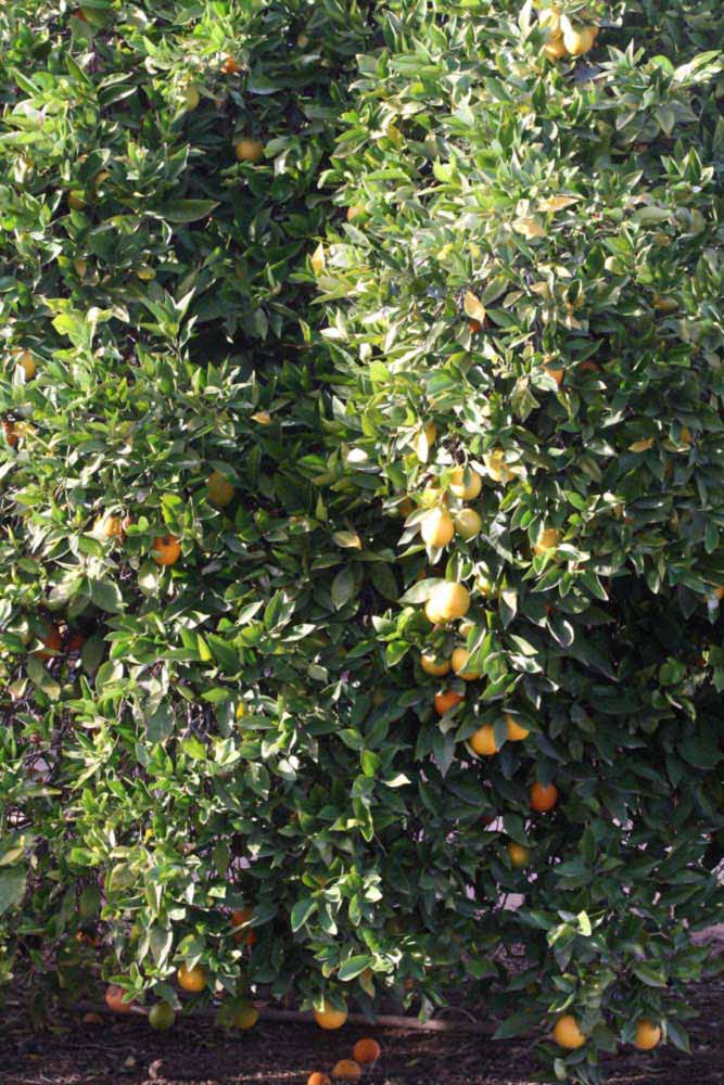            Habit (Riverside, CA)   